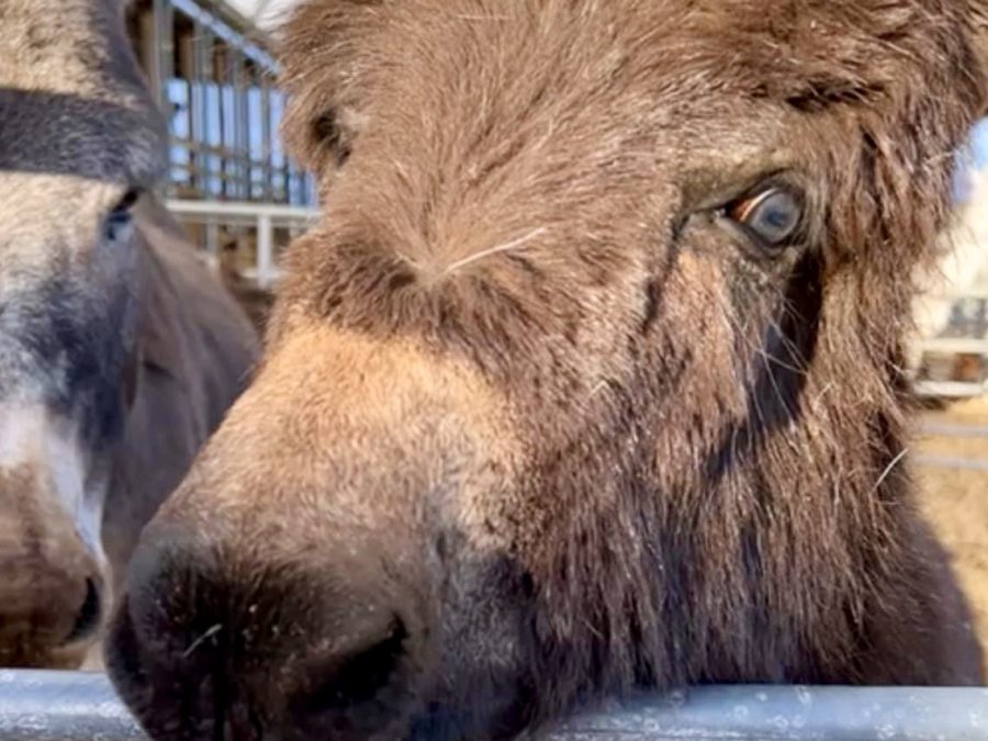 New animals at the farm!