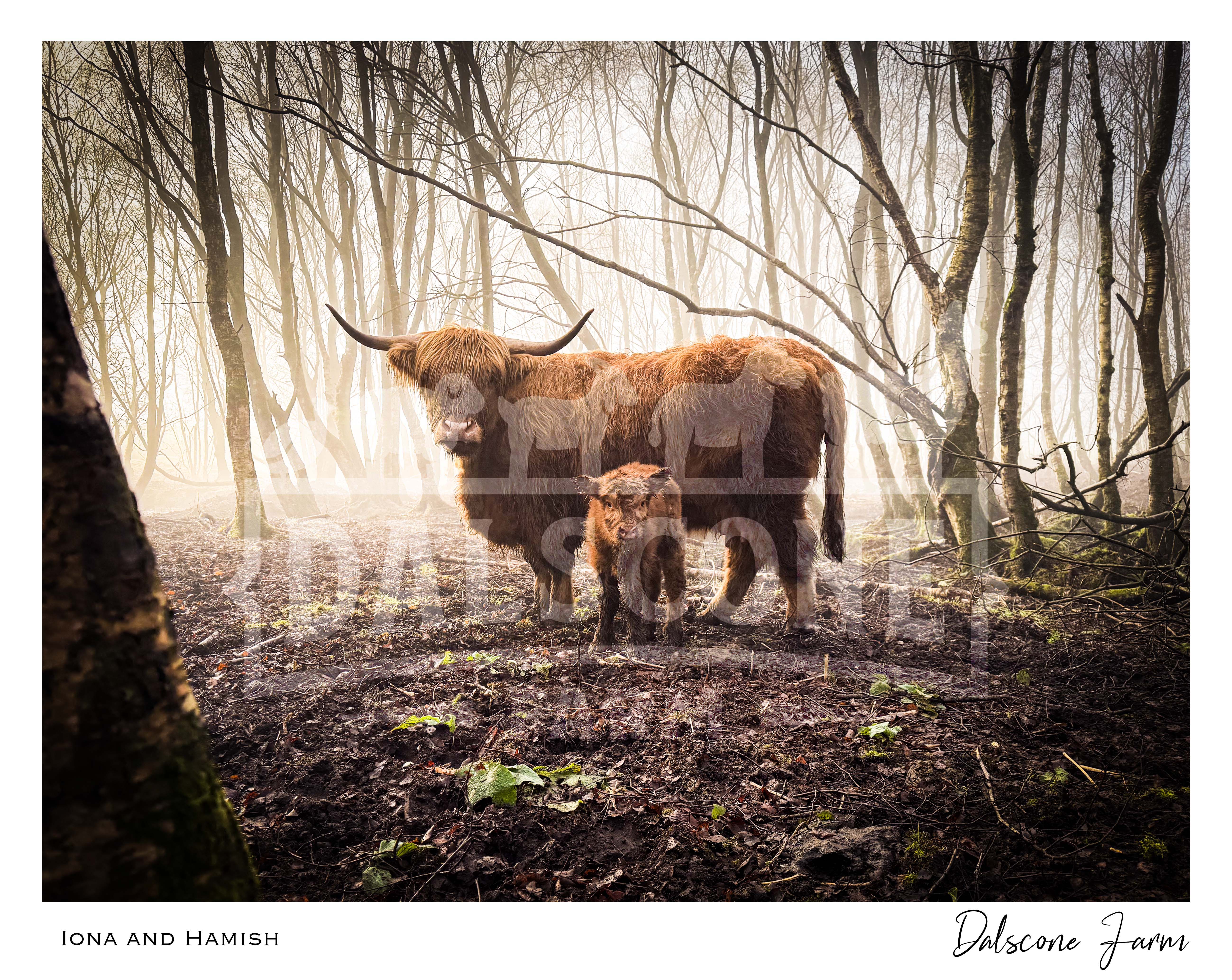 Iona & Hamish Highland Cow Print – Dalscone Farm