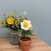 Knitted Flower with Pot