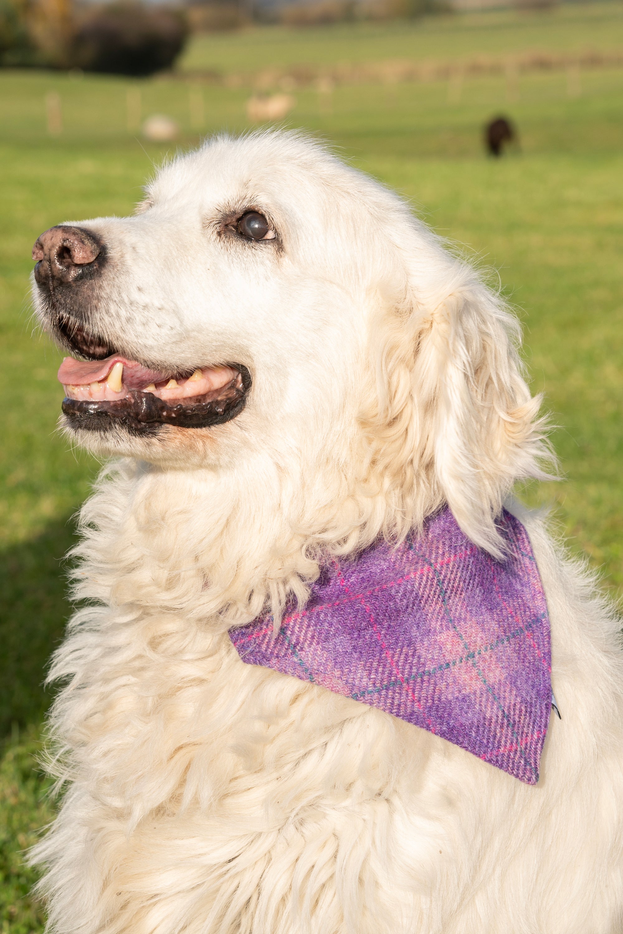 Dalscone Harris Tweed Dog Bandana