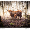 Iona & Hamish Highland Cow Print