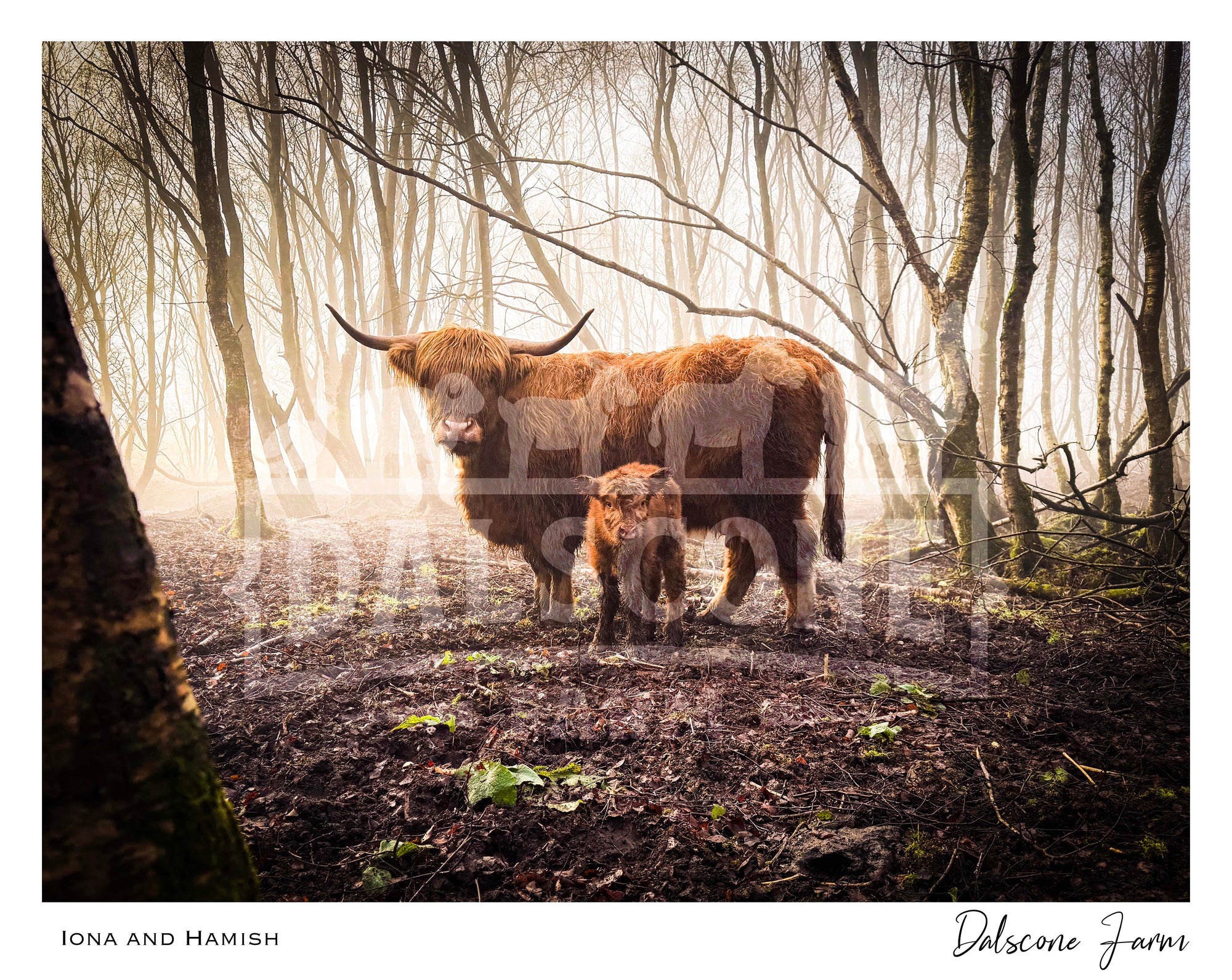 Iona & Hamish Highland Cow Print