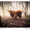 Iona & Hamish Highland Cow Print