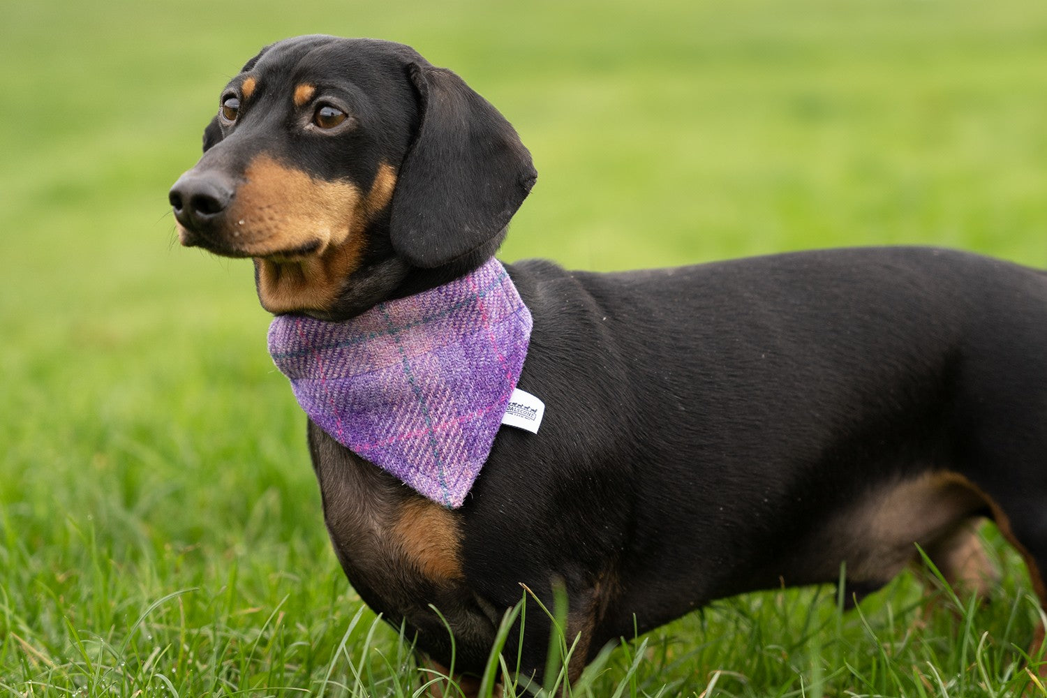 Dalscone Harris Tweed Dog Bandana